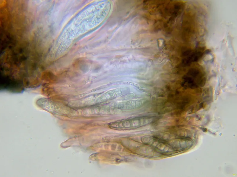 Alyxoria varia 10 - Asco-003